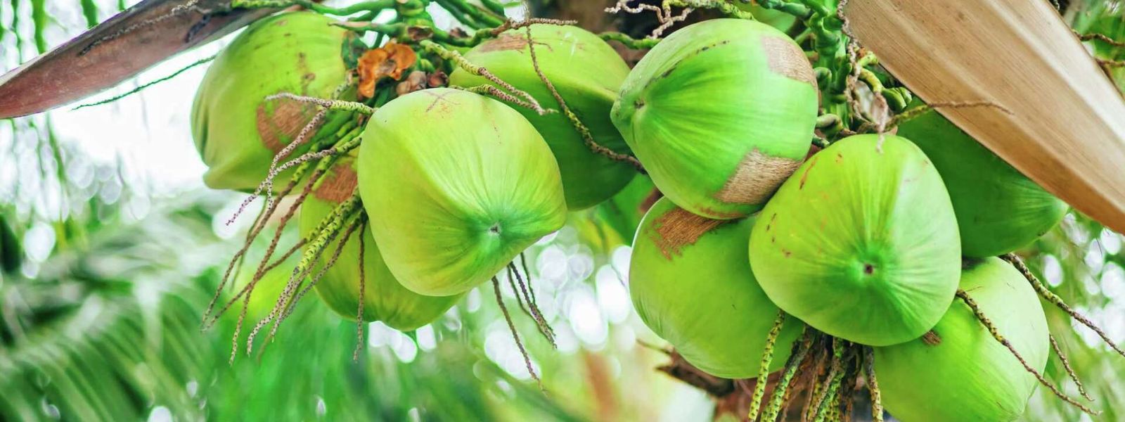 Coconut Prices Expected to Stabilize After May